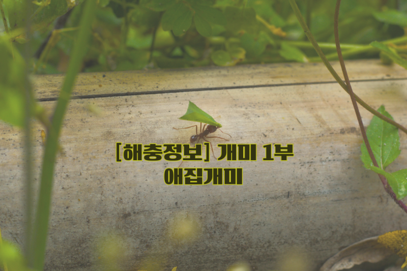해충정보-개미[1부]애집개미, 한 마리만 보여도 안심할 수 없다? 애집개미 군체가 늘어나는 3....