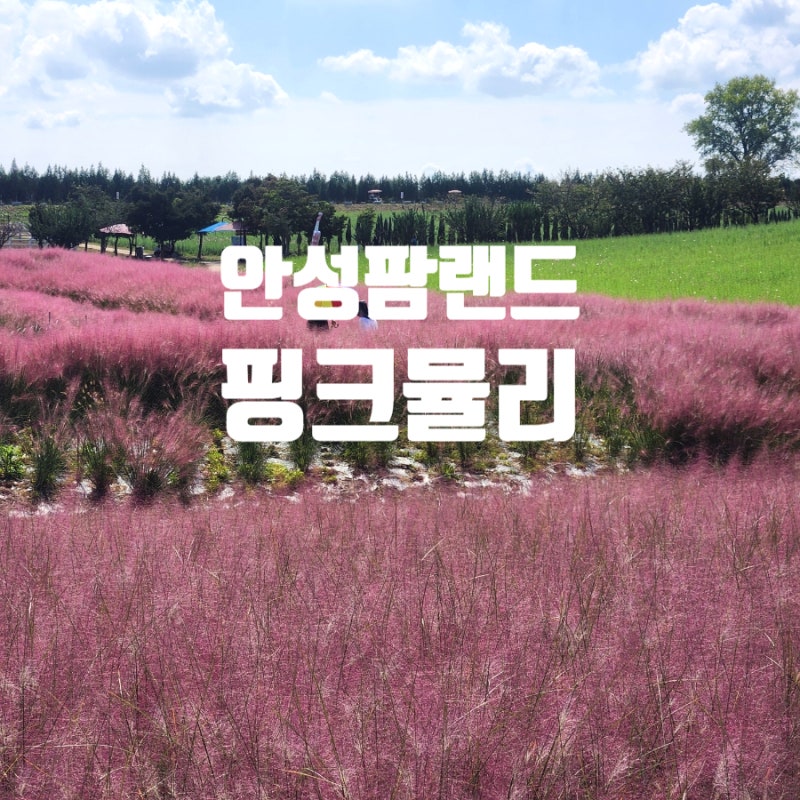 안성팜랜드 핑크뮬리 가을축제