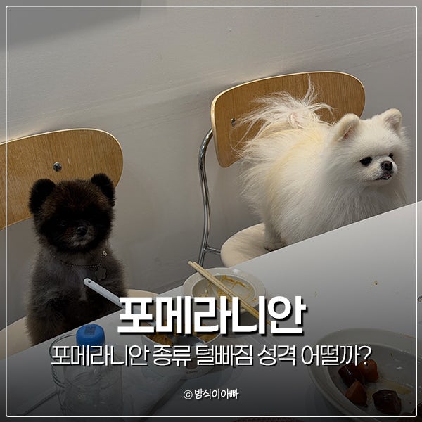 포메라니안 종류 털빠짐 성격 어떨까?