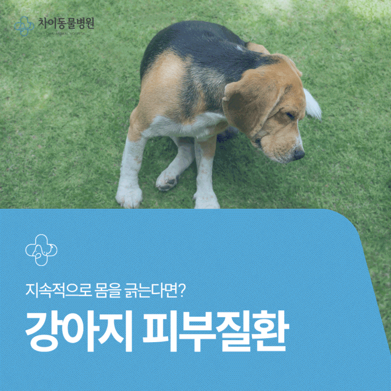 부산강아지피부병 동물병원 강아지가 계속 긁는다면 피부병 신호일까?
