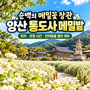 순백의 메밀꽃 장관, 양산 통도사 메밀밭 위치·운영 시간·반려동물 동반 여부 총정리