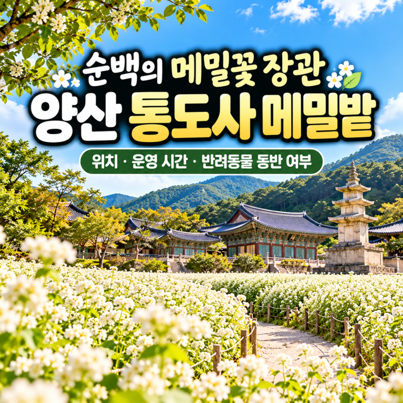 순백의 메밀꽃 장관, 양산 통도사 메밀밭 위치·운영 시간·반려동물 동반 여부 총정리
