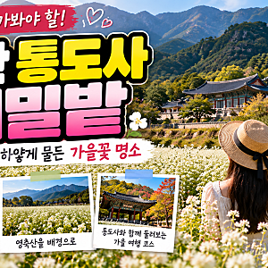 양산 통도사 메밀밭｜가을이면 하얗게 물드는 장밭뜰 메밀꽃