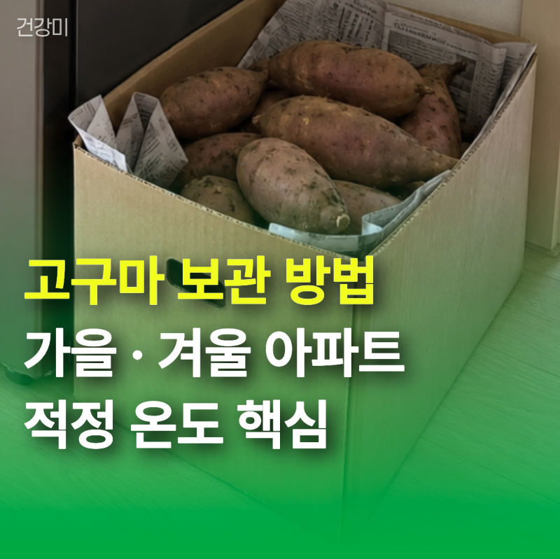 고구마 보관방법 "냉장고 베란다도 정답 아니다?" 가을·겨울 아파트 적정온도 핵심