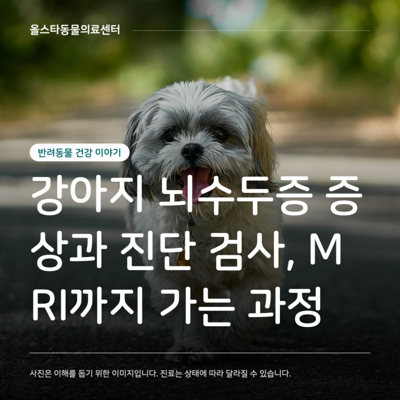 강아지 뇌수두증 증상과 진단 검사, MRI까지 가는 과정