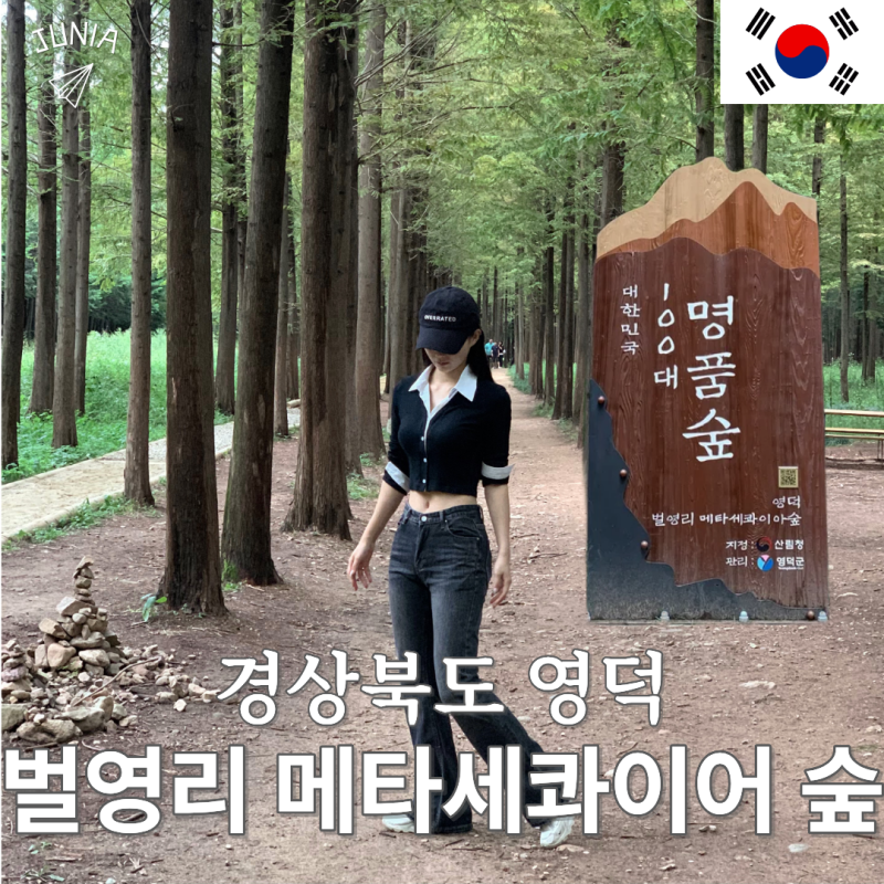 영덕 가볼만한곳 벌영리 메타세콰이어 숲 무료개방 100대 명품숲