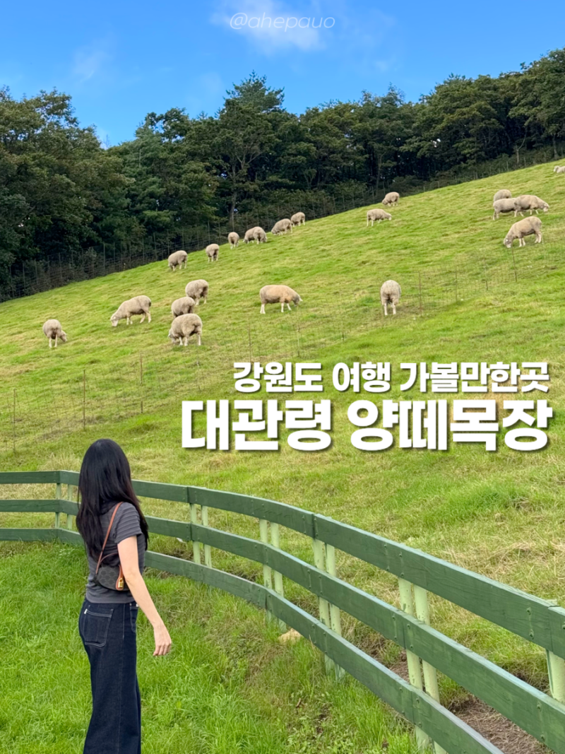 강원도 평창 가볼만한곳 10월 대관령 양떼목장 입장료 주차 운영시간