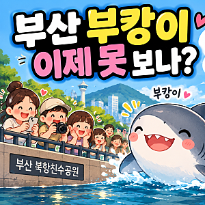 부산 부캉이 이제 못 보나? 북항 상어 구조 이유와 바다 복귀 일정
