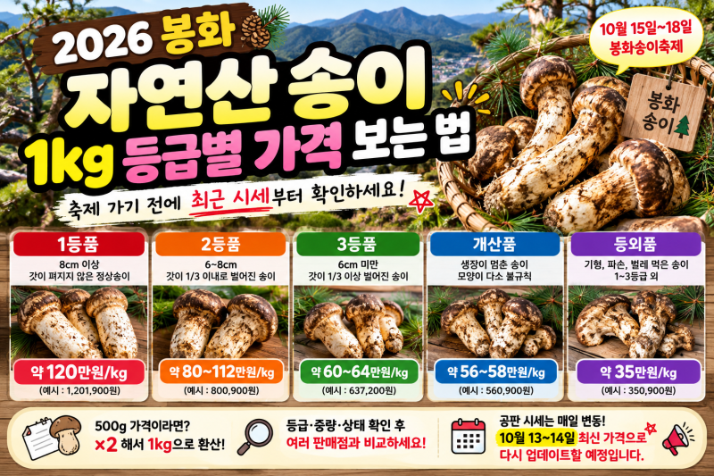 2026 봉화 송이 가격 얼마일까?｜1kg 등급별 시세·봉화송이축제 구매 전 체크