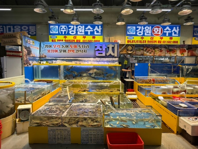 안산농수산물도매시장 생새우 구매 후기 | 강원수산, 생새우 1kg 가격, 영업시간