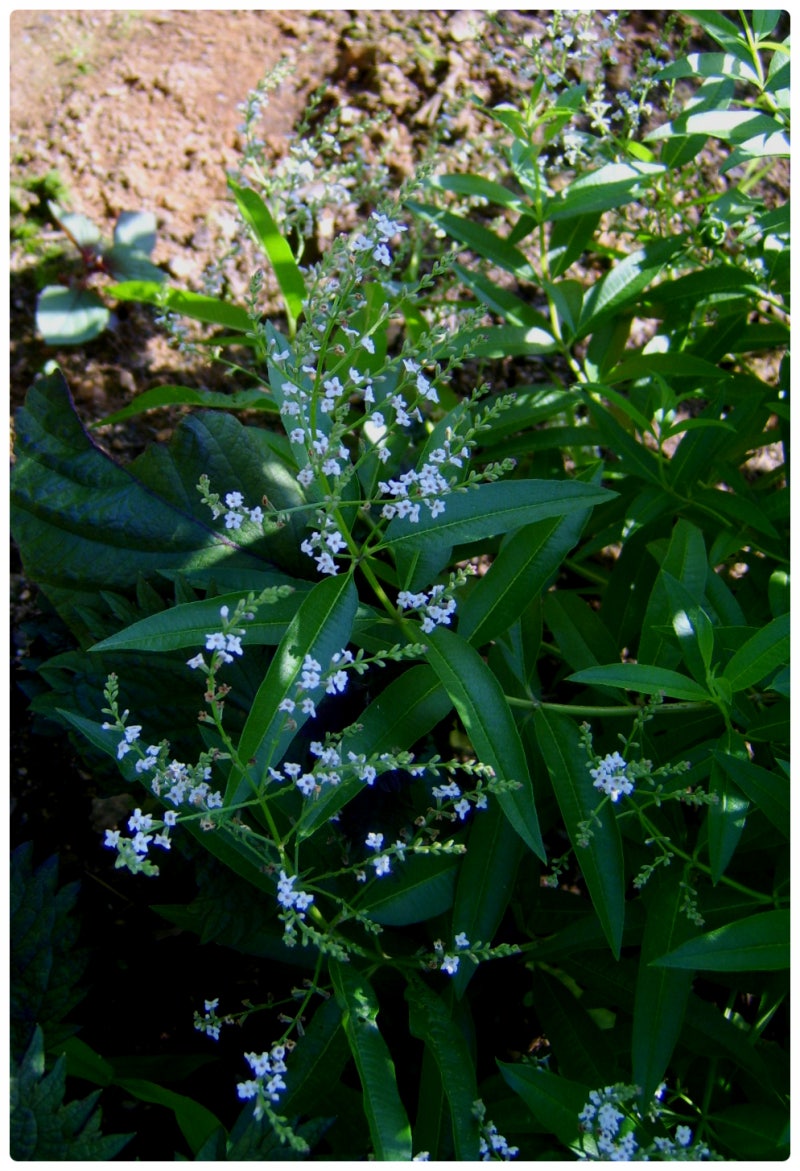 레몬 버베나(Lemon Verbena)(2)