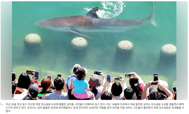 부산항 상어 출몰 - 그동안 구경 잘 했어요. 안녕할때가 다가오네요