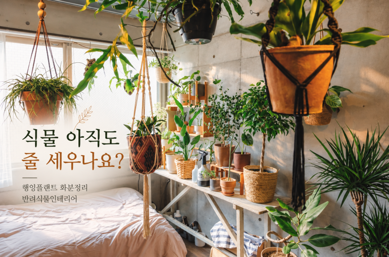 식물 아직도 줄 세우나요? 행잉플랜트 화분정리 반려 식물 인테리어