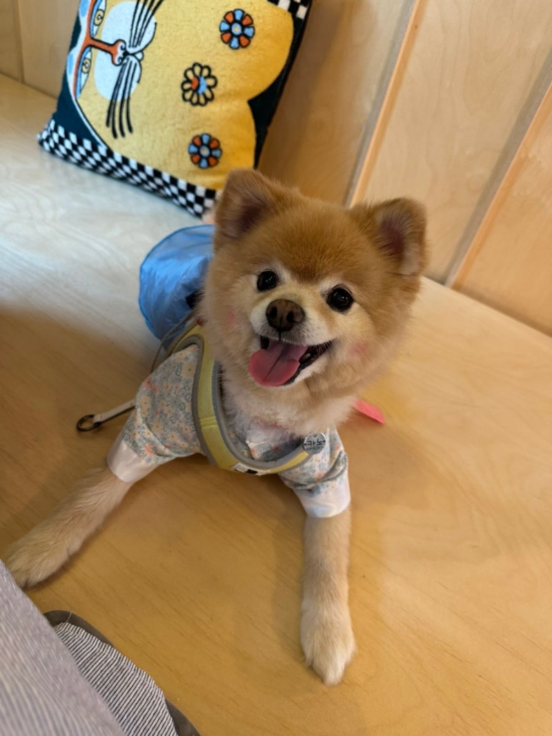 하동 티스토리 카페 | 카노와 함께 다녀온 애견동반 찻집