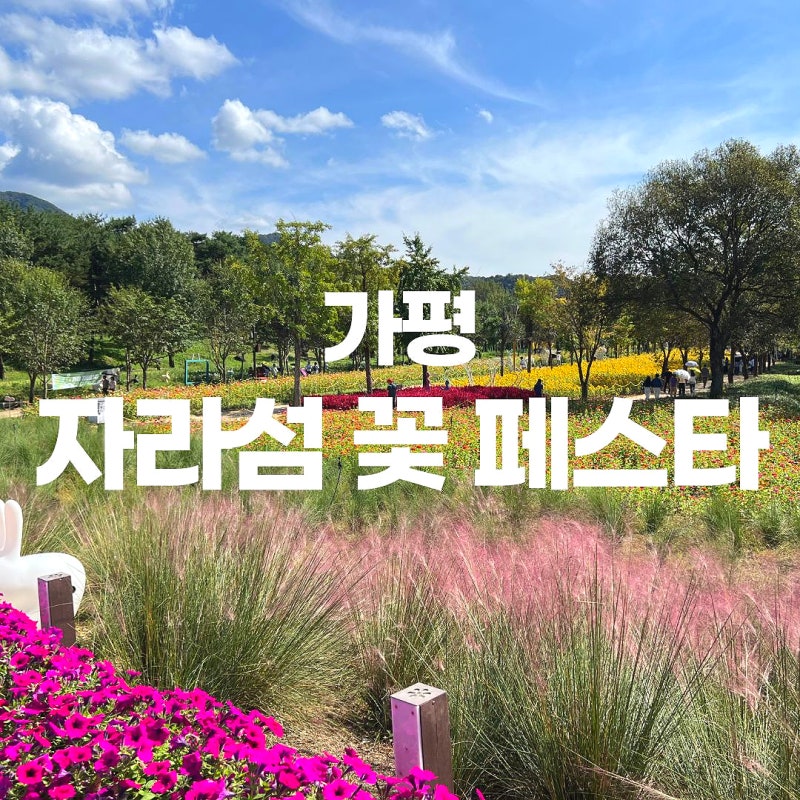 Jaraseom Flower Festival Gapyeong Flower Festa: Autumn Festival Live Bloom Status and Admission