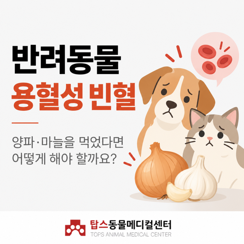 반려동물의 용혈성 빈혈, 추석 음식이 원인?/ 탑스동물메디컬센터, 대구 동물병원