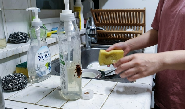 바퀴벌레없애는법 원인 유입경로 차단 및 서식지 알 박멸 노하우