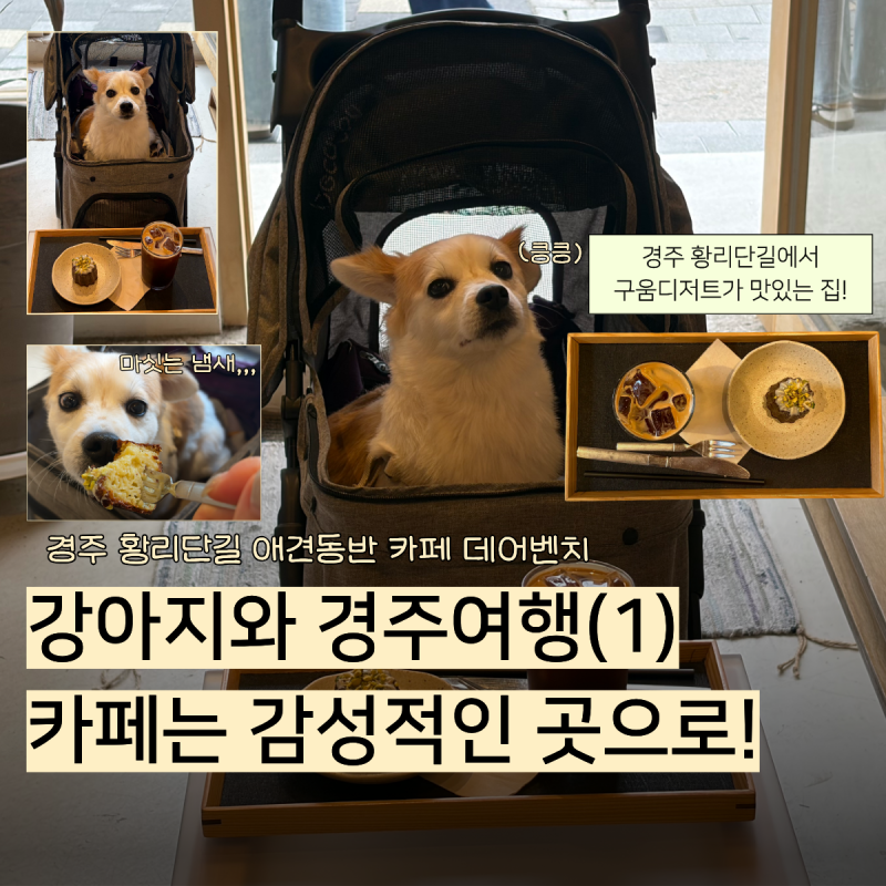 경주 황리단길 애견동반 카페 데어벤치, 강아지와 경주여행 간다면 이곳 주목!