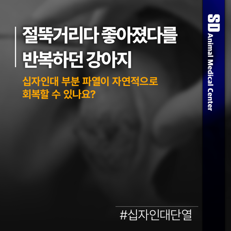 [SD동물의료센터] 절뚝거리다 좋아졌다를 반복하던 강아지, 부분 파열이 완전 파열이 되기까....