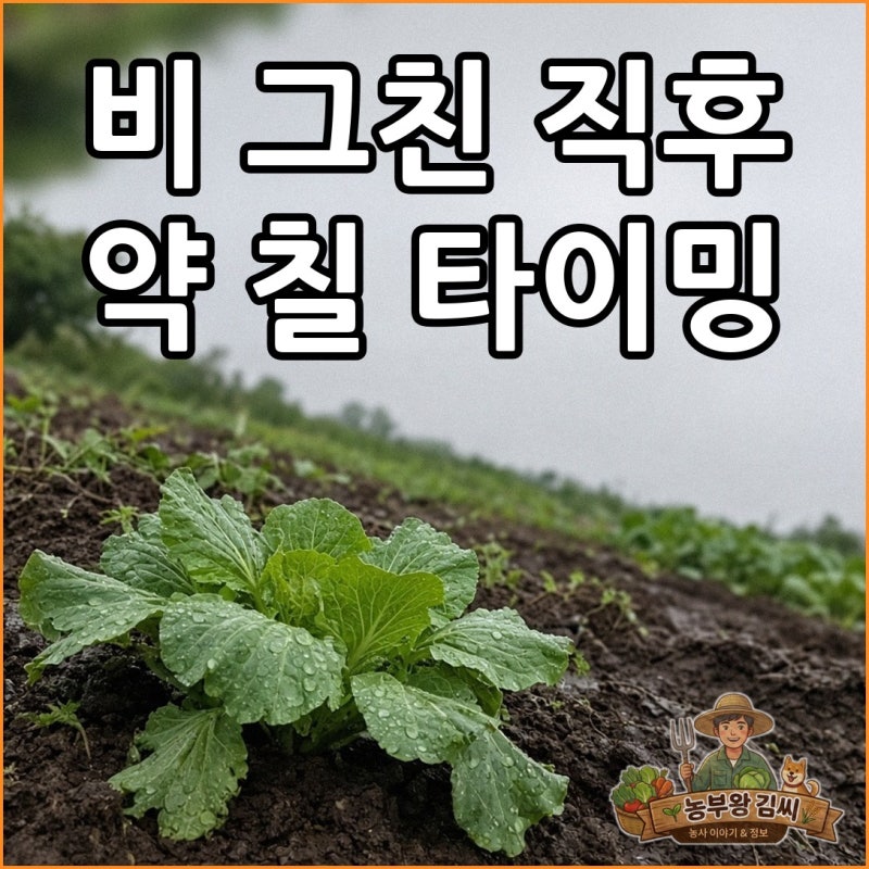 "비 그치고 사흘 두면 속까지 녹는다" 김장배추 무름병 약 치는 시기, 배추 무름병 증상과 병....