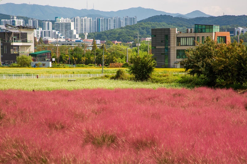 서울 근교 드라이브 꽃구경 가볼만한곳 의왕 왕송호수 핑크뮬리 메밀꽃밭 주차