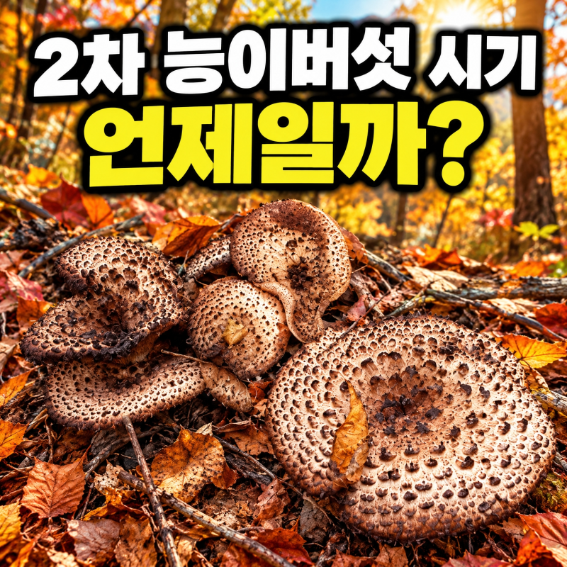 2차 능이버섯 시기 언제일까? 1차 놓쳤어도 10월에 한 번 더 옵니다 (신호 3가지)