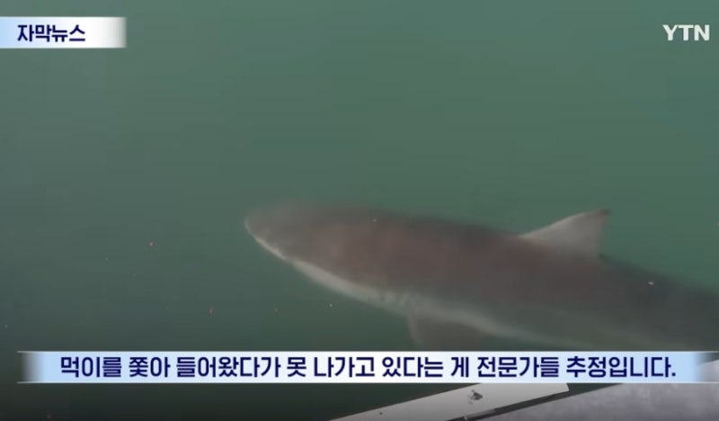 부산 북항 부캉이 상어 어디서 볼까? 북항친수공원 위치 현재 상황