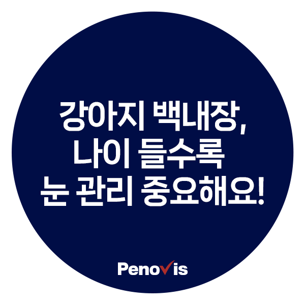강아지 백내장, 나이 들수록 눈 건강 관리가 중요한 이유
