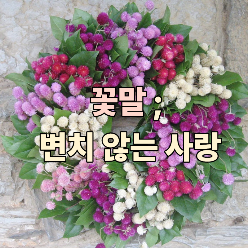 10월의 탄생화 천일홍 꽃말 드라이플라워