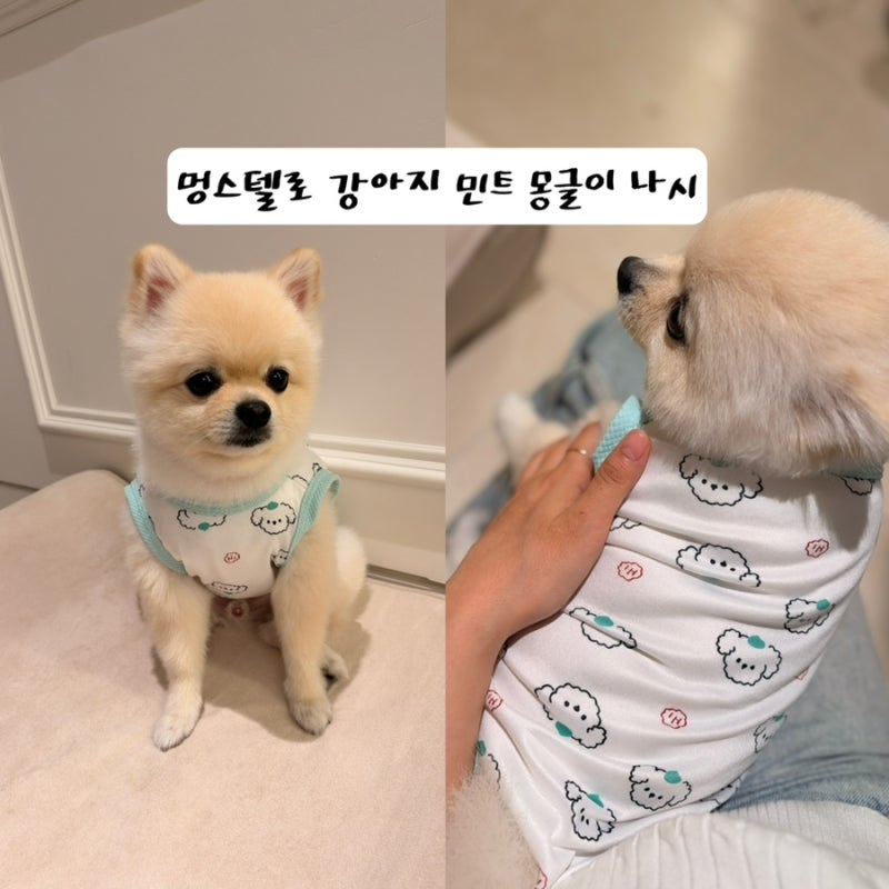[고양이강아지실내복] 센스있는 강아지선물 멍스텔로 민트 몽글이 나시 L사이즈 후기