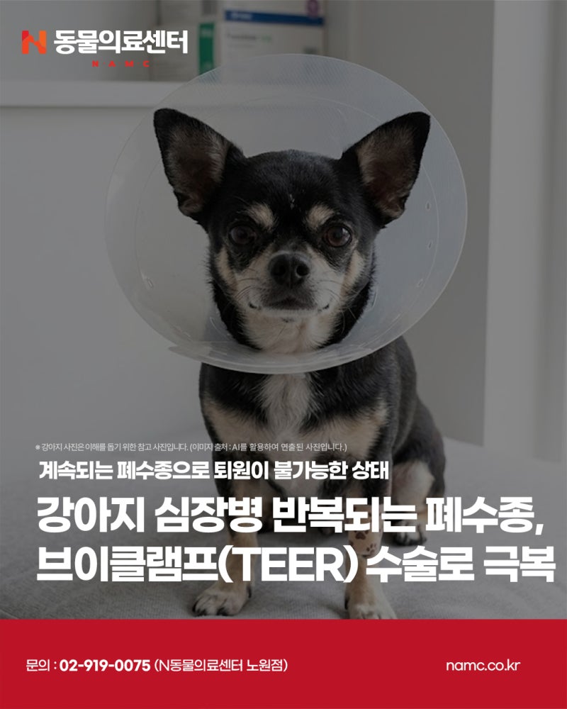 강아지 심장병 반복되는 폐수종, 브이클램프(TEER) 수술로 극복, 노원강북동물병원, N동물의료....