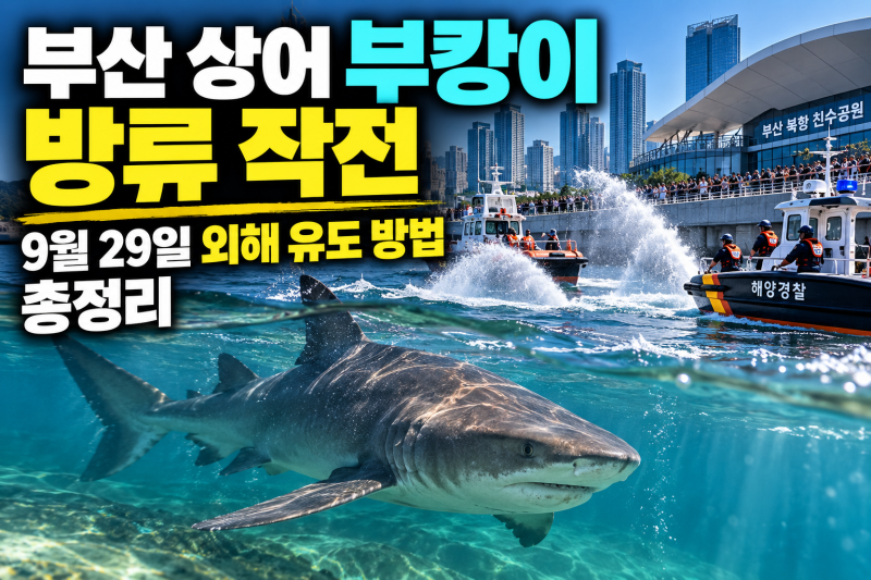 부산 북항 상어 부캉이 결국 바다로? 9월 29일 외해 유도 방법 총정리
