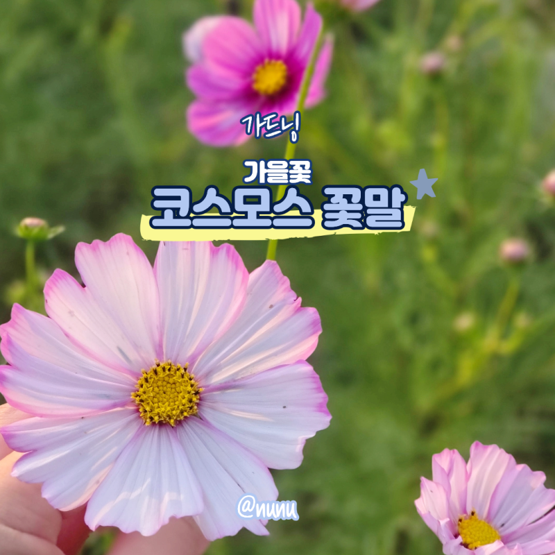 코스모스 개화시기 가을꽃 코스모스 꽃말 키우기 난이도