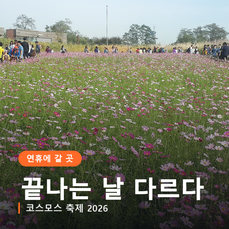 코스모스 축제 2026, 하동 꽃밭은 개천절 연휴까지만입니다