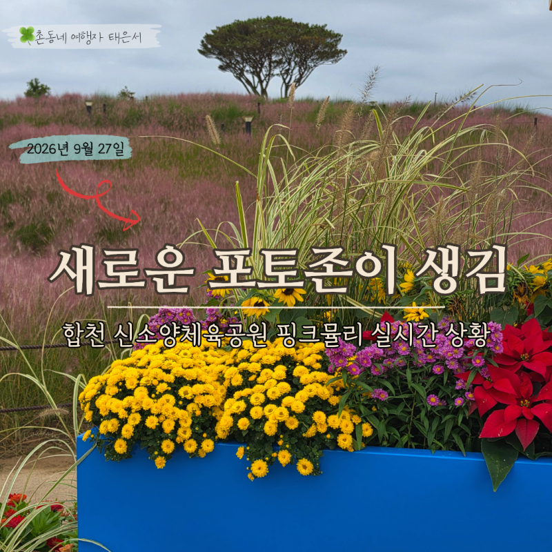 2026 합천 신소양체육공원 핑크뮬리 실시간 개화상황, 주차장 위치 코스모스 구절초