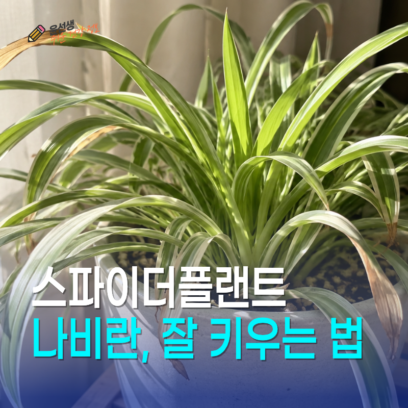 스파이더플랜트 나비란 잘 키우는 법, 가을 물주기와 겨울 준비