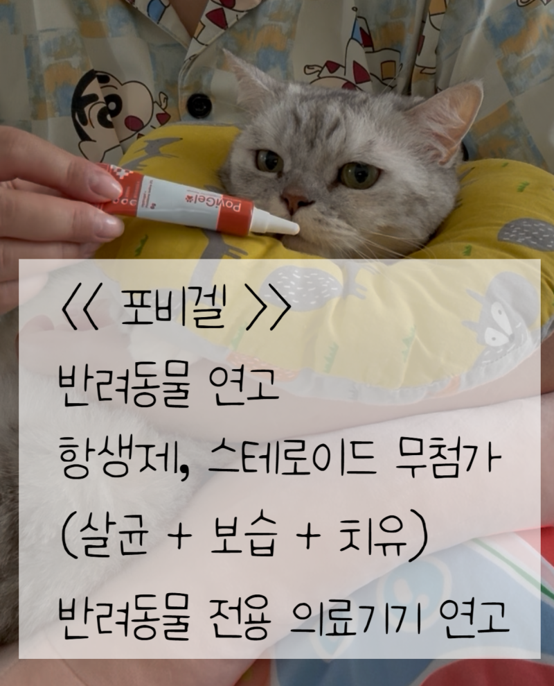 고양이 상처 연고 후기 ᰔ 5일 직접 사용해본 (하울릭) 포비겔 ⊹ 기존 연고와 비교해보니 ⊹ ....
