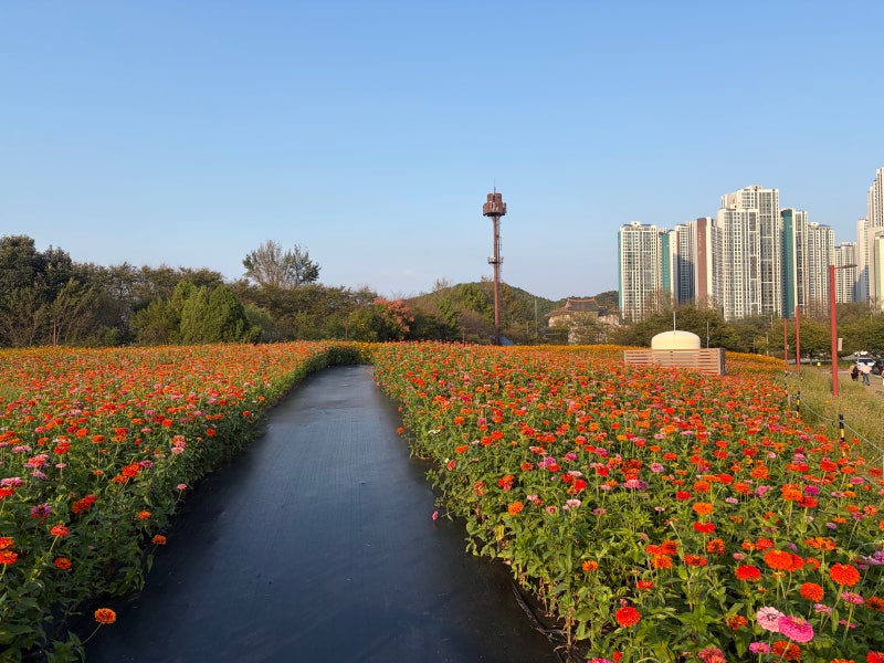[Incheon Geomdan-gu / Park] Dream Park Wildflower Complex - Flower Festival Near Seoul / Autumn Destinations / October Chrysanthemums....