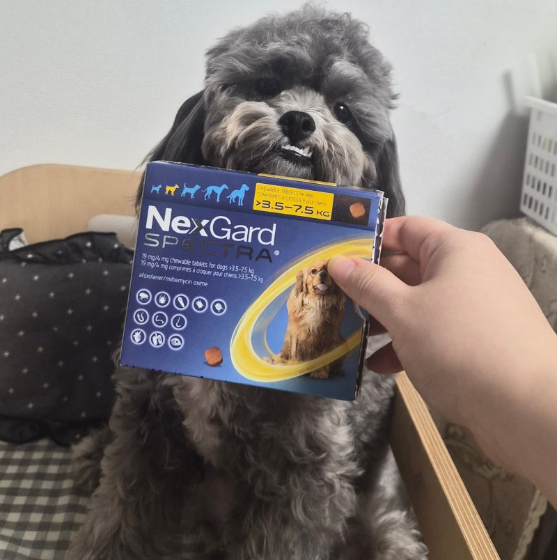 강아지 구충제 먹였는데 진드기약도 따로 필요할까?