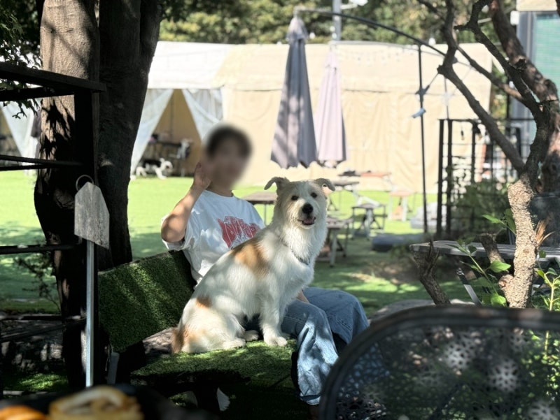 인천 송도 근교｜시흥 애견동반 블랙피그, BBQ + 카페까지