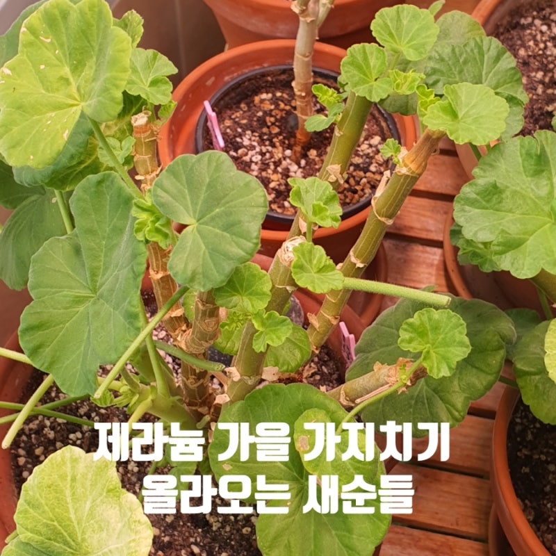 제라늄 가을 가지치기 후 올라오는 새순들과 삽목이들