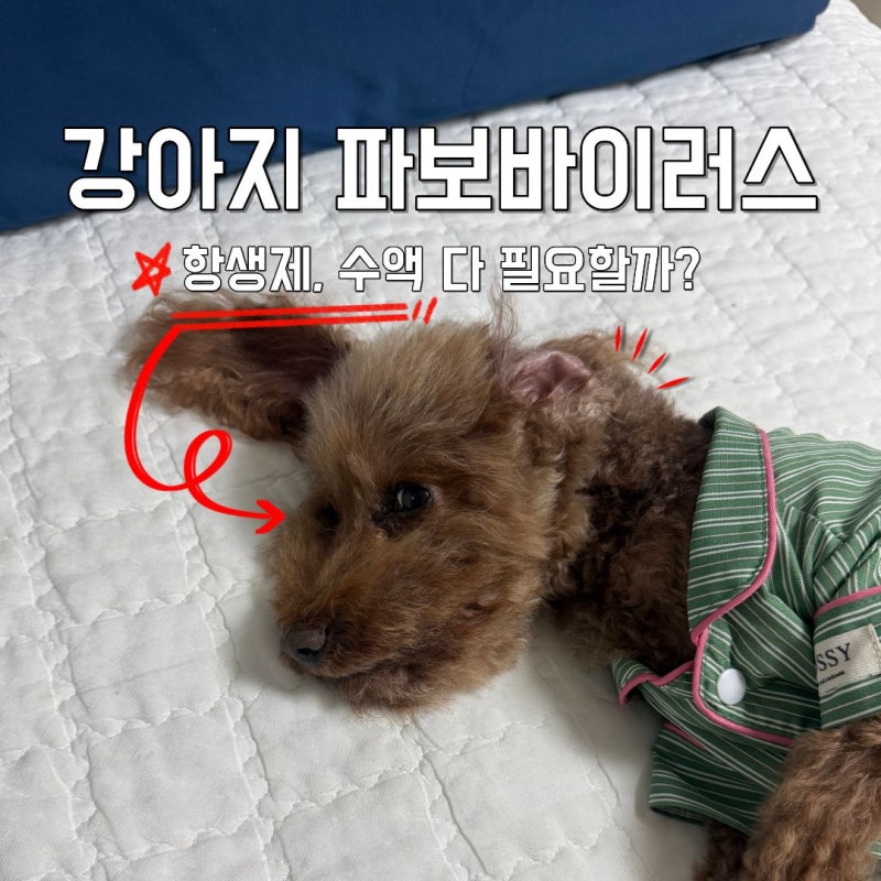 강아지 파보바이러스 걸렸을 때 강아지 항생제 강아지 수액 다 필요할까?