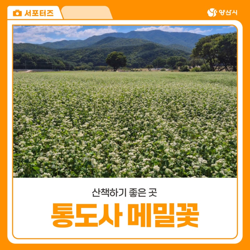지금 만개한 경남 양산 통도사 메밀꽃밭