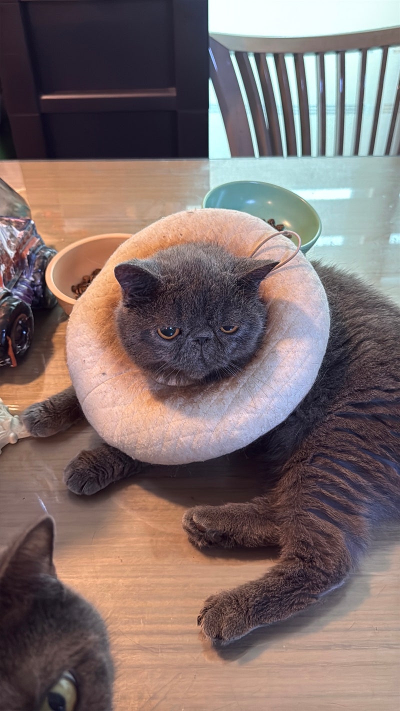 고양이 영양제 허피스 관리법