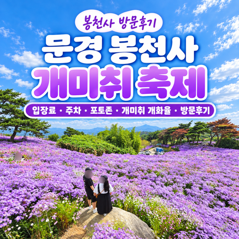 문경 봉천사 개미취 축제 방문후기｜입장료· 주차·포토존· 개미취개화율 까지