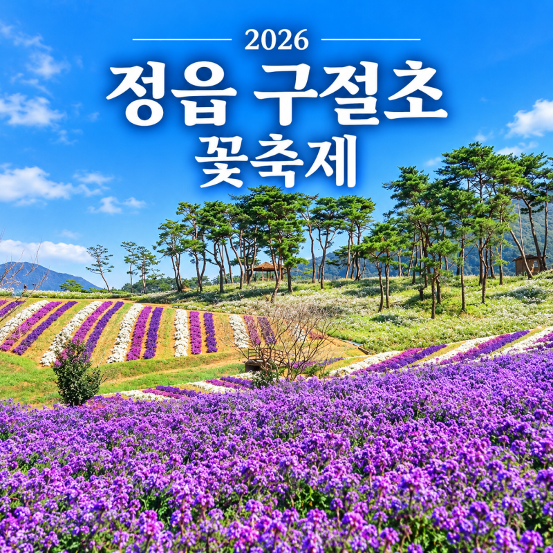 2026 정읍 구절초 꽃축제 기간·주차·입장료 개화시기