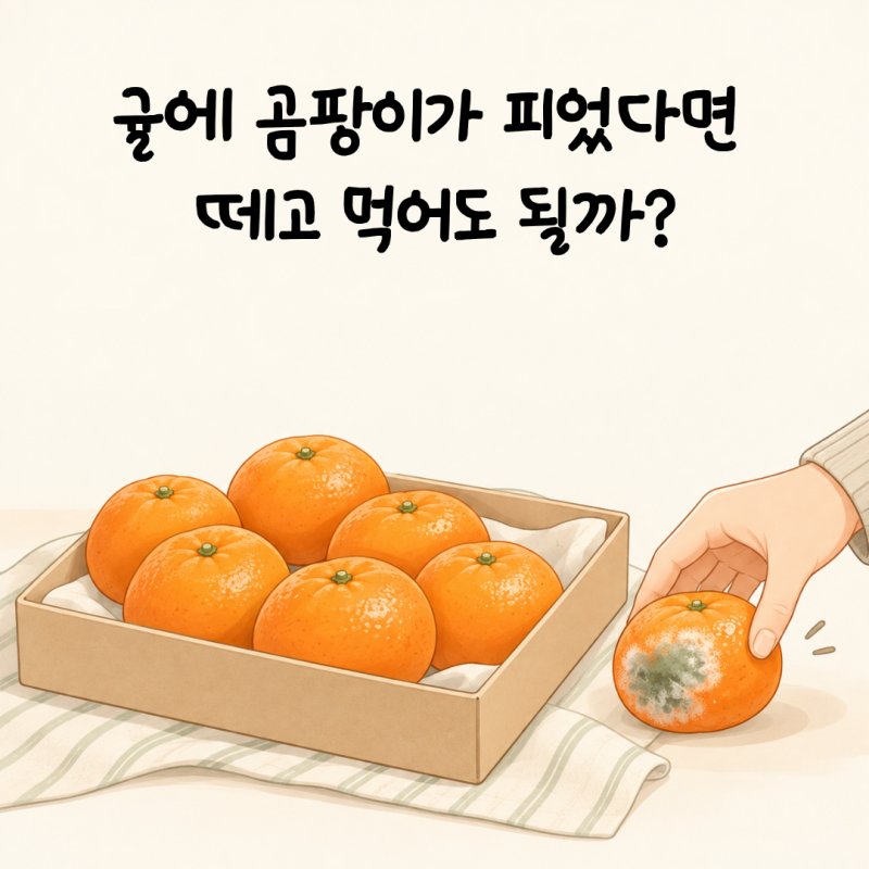 귤에 곰팡이가 피었다면 떼고 먹어도 될까?