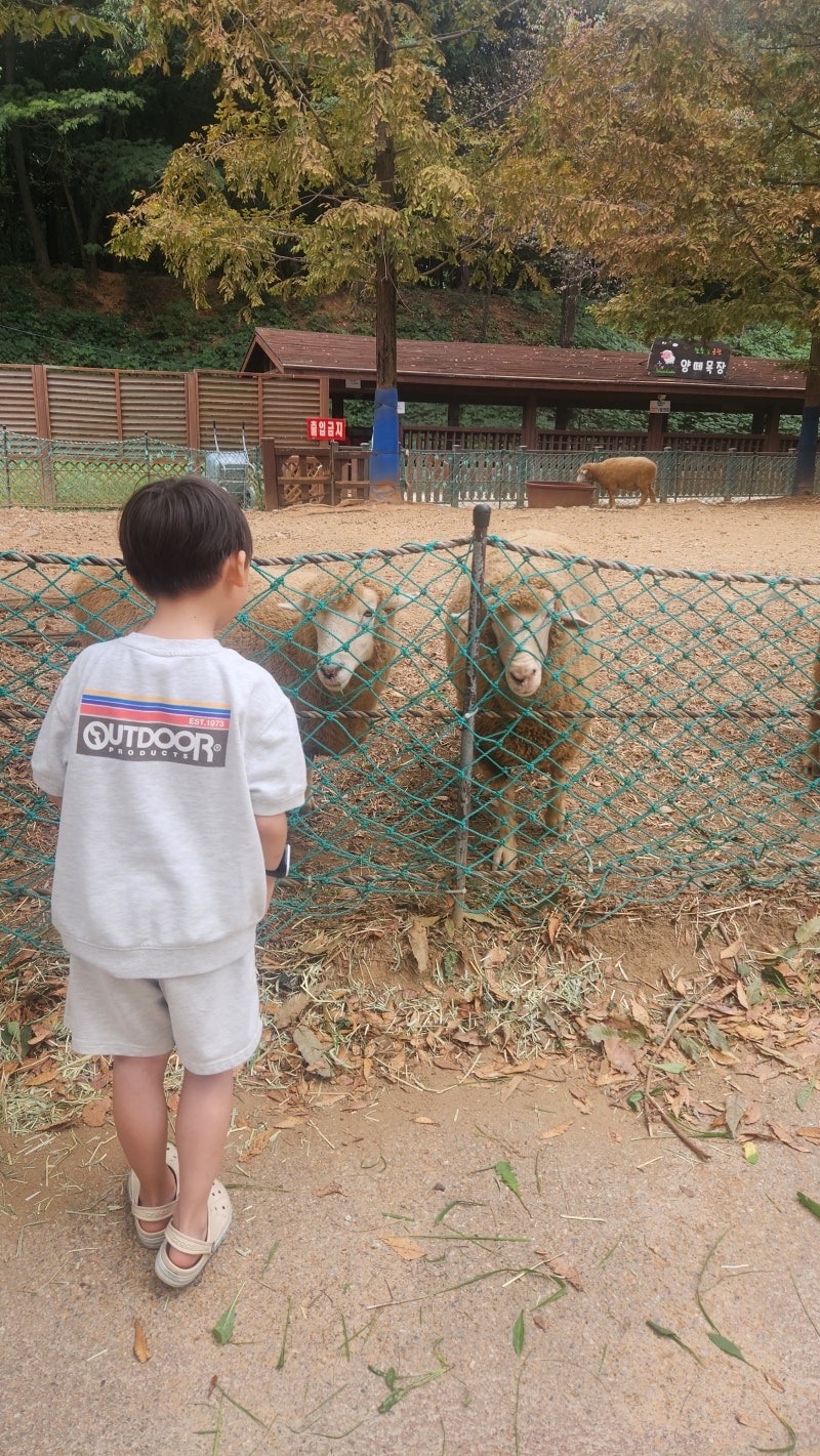 [인천] 늘솔길공원 양떼목장 다녀온 후기