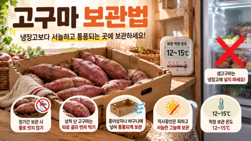 고구마 냉장고에 넣지 마세요! 보관법부터 맛있게 굽고 찌는 법까지