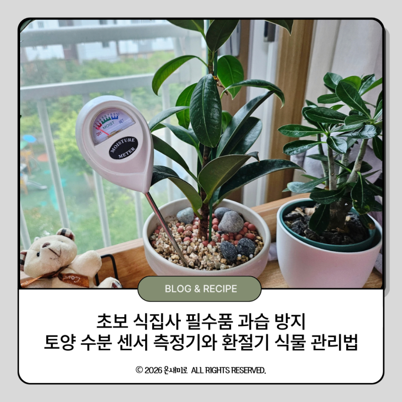 초보 식집사 필수품 과습 방지 토양 수분 센서 측정기와 환절기 식물 관리법